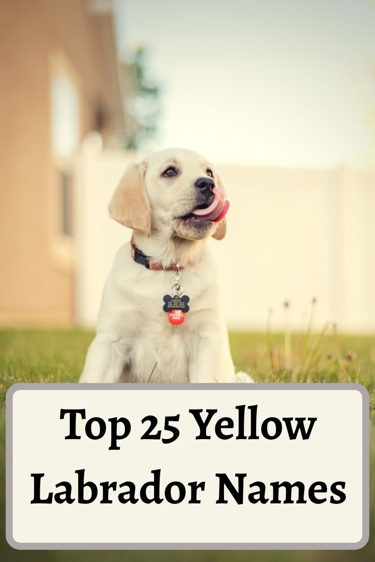 a yellow lab sitting in the grass next to a sign that says top 25 yellow labrador names