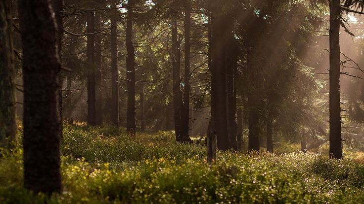 sunbeams shine through the trees in a forest filled with green grass and wildflowers