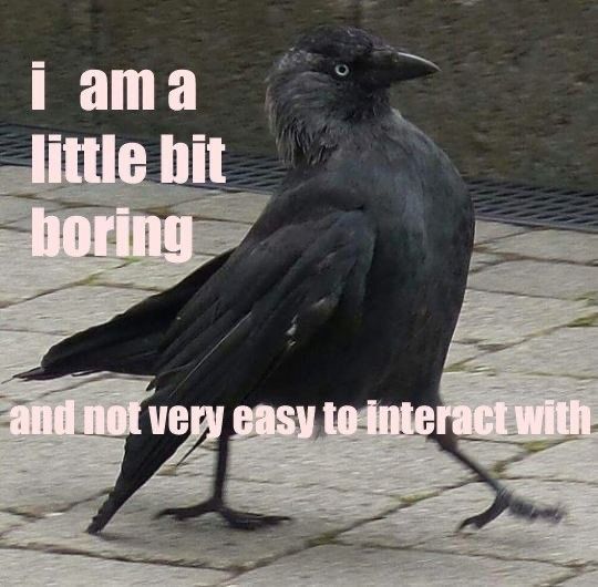 a black bird sitting on top of a stone floor next to a brick wall with words written below it