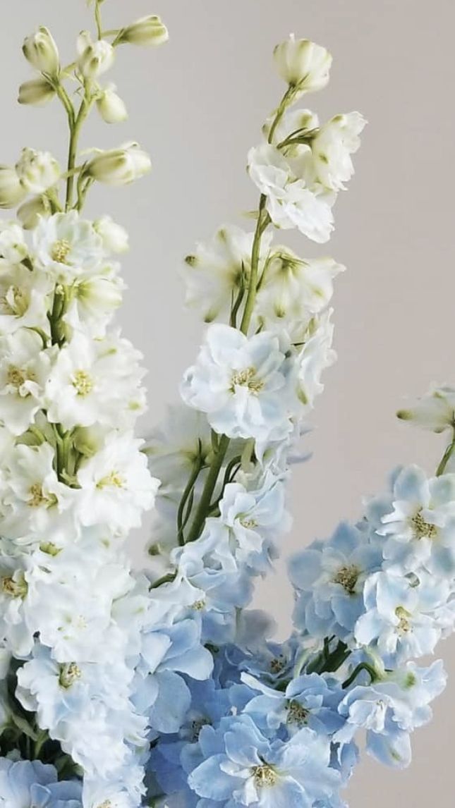 blue and white flowers are in a vase