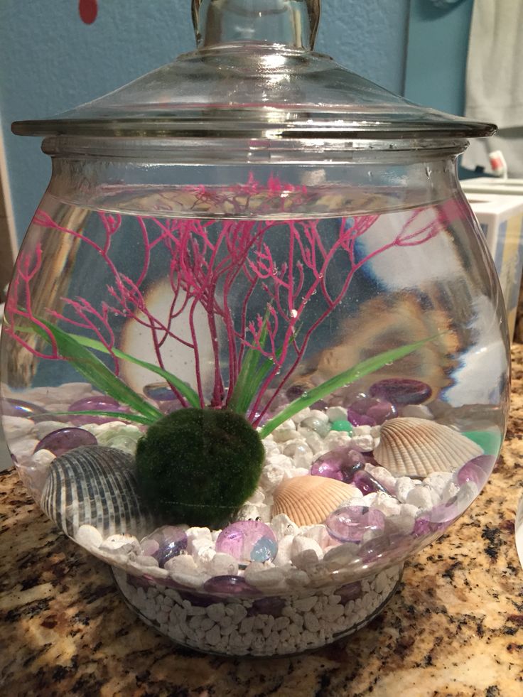 a fish bowl filled with rocks and sea shells