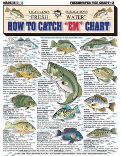 a poster with different types of fish on it's sides and the words how to catch