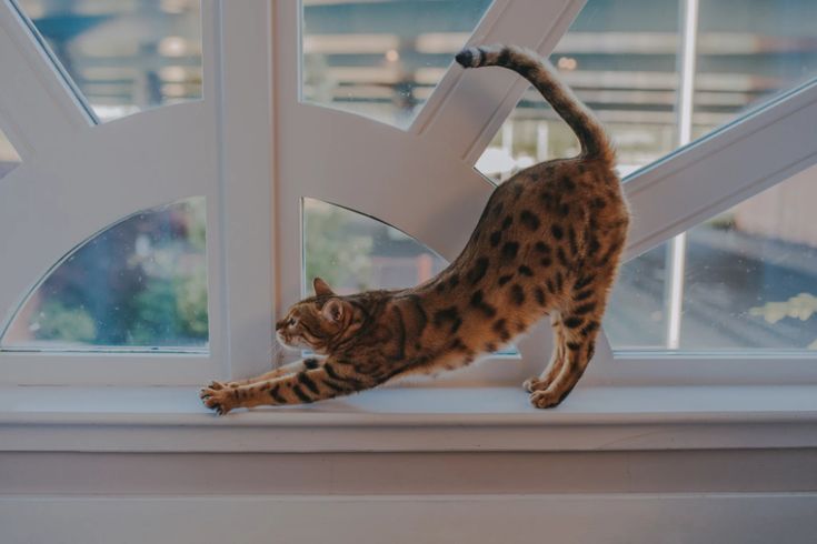 a cat standing on its hind legs in front of a window and looking at the outside