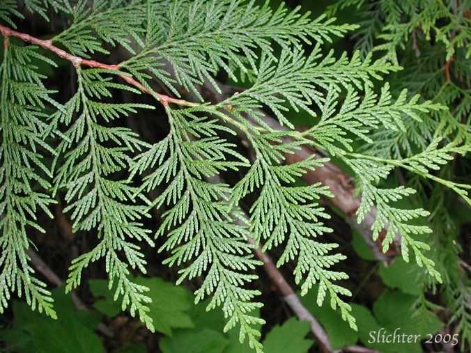 green leaves on a tree in the forest