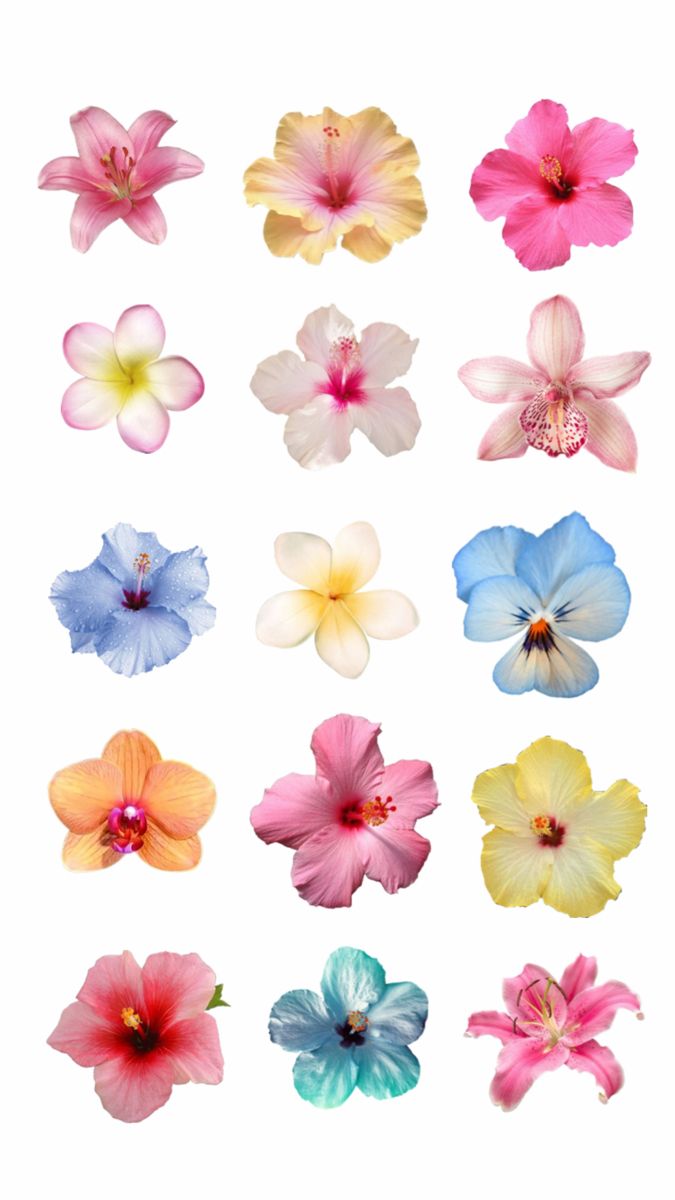 many different colored flowers on a white background