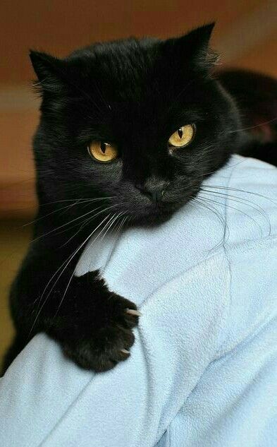 a black cat is sitting on the arm of someone's blue shirt and looking at the camera