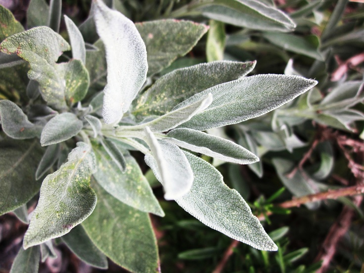 closeup of green leaves with snow on them