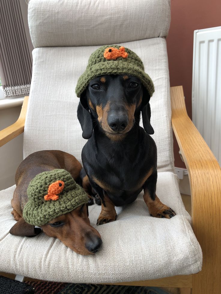 two dachshunds wearing hats sitting on a chair