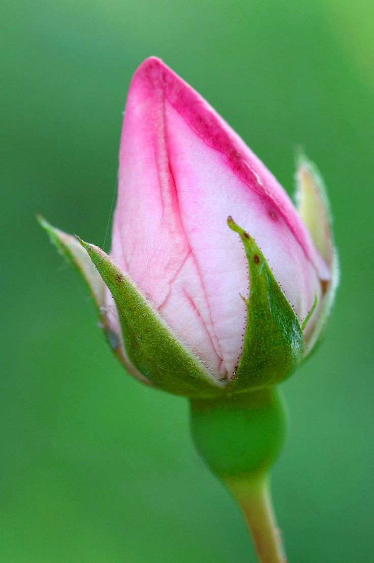 a pink flower with green leaves in the foreground and a blurry background behind it