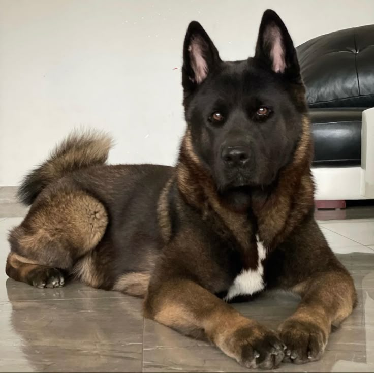 a large brown dog laying on top of a tile floor next to a black chair