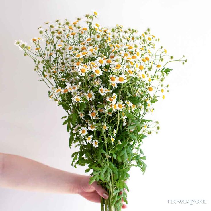 a person holding a bouquet of daisies in their hand