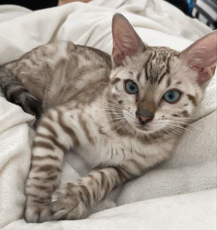 a cat with blue eyes is laying on a white blanket and looking at the camera