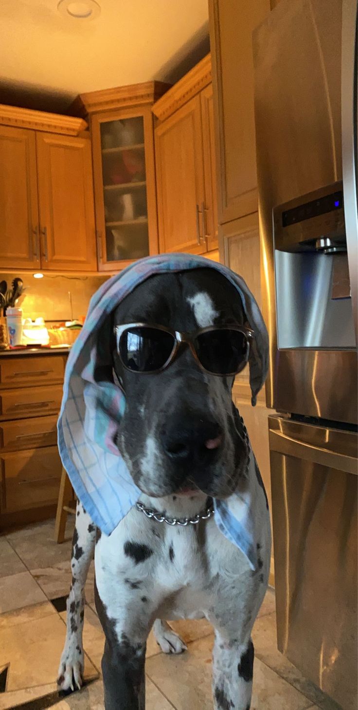 a dog wearing sunglasses and a bandana standing in front of a refrigerator freezer