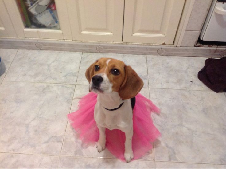 fotos de animales tiernos , goofy dog , beagle , dog , adorable dog , ballerina dog , vision board Dog Tutu, Beagle Dog, Cute Dog, Pink Girl, Dogs And Puppies, Cottage, Puppies, Dogs, Pink