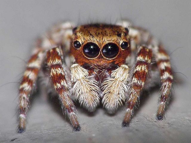 a close up shot of a jumping spider