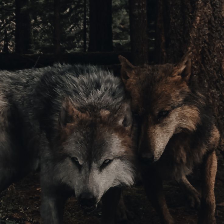 two gray wolfs standing next to each other