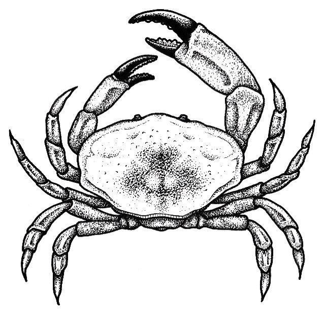 a black and white drawing of a crab