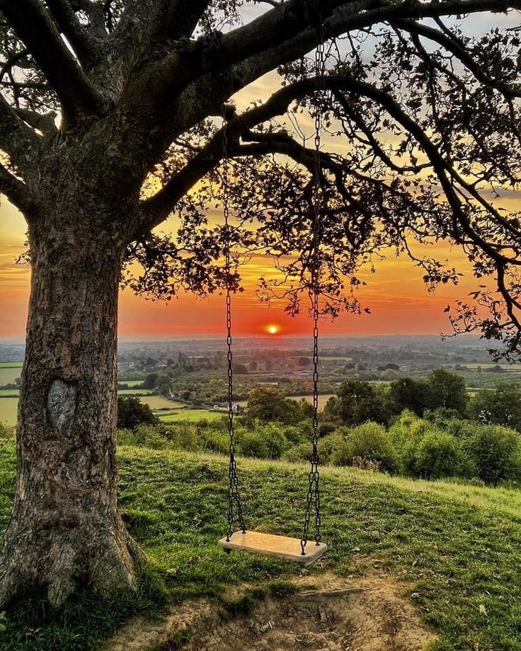 the sun is setting behind a tree with a swing set in front of it on a grassy hill