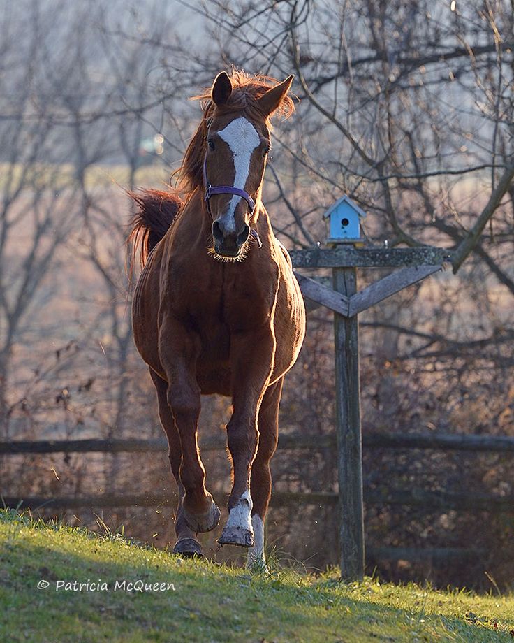 a brown horse walking across a lush green field