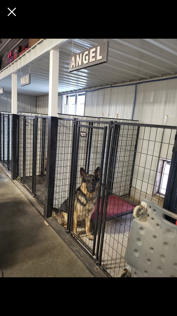 a dog sits in its cage at an animal shelter that is open to the public