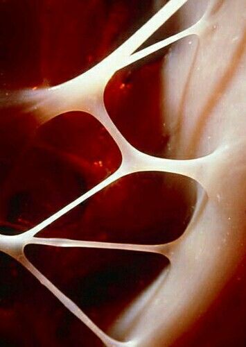 some red and white shapes in the center of a bowl filled with liquid or water