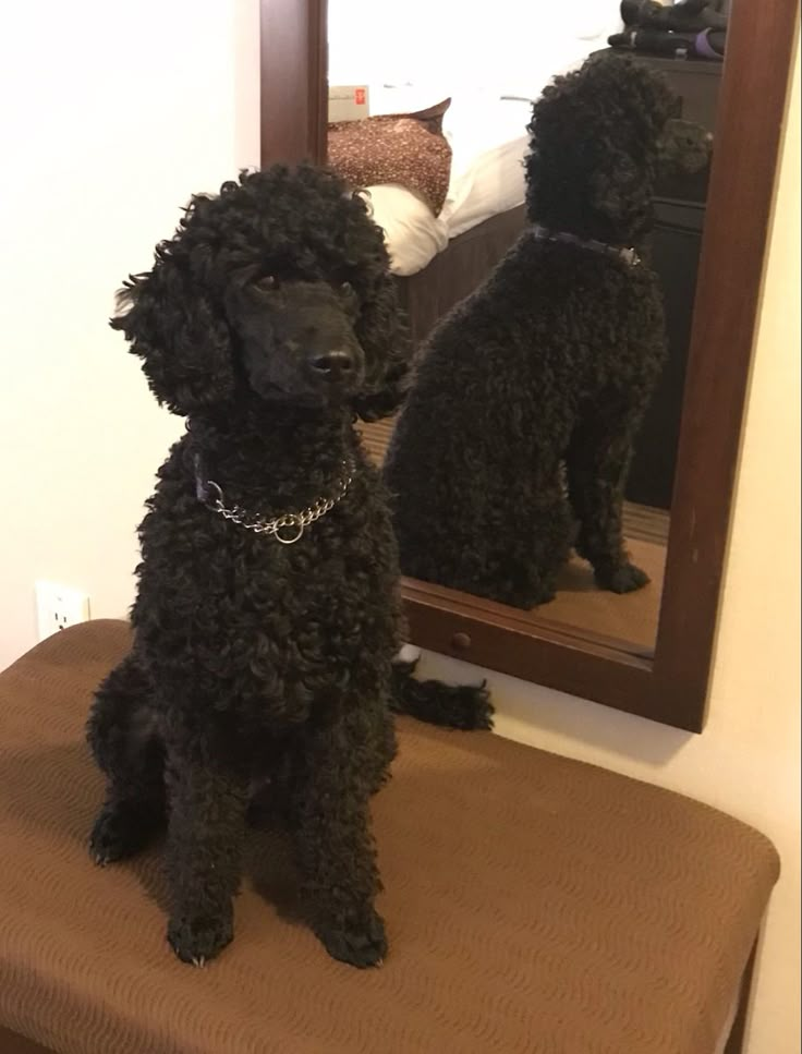 a black poodle sitting on top of a wooden bench in front of a mirror