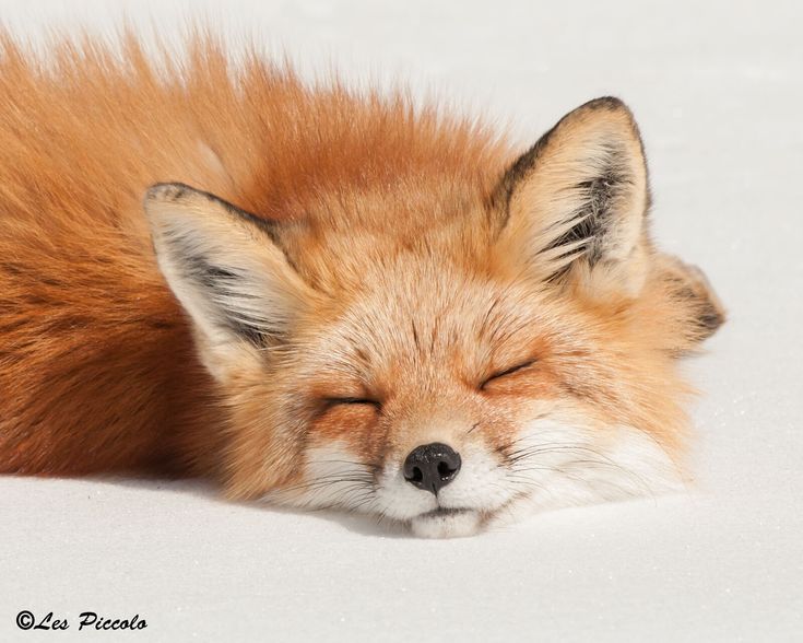 a red fox sleeping in the snow with its eyes closed