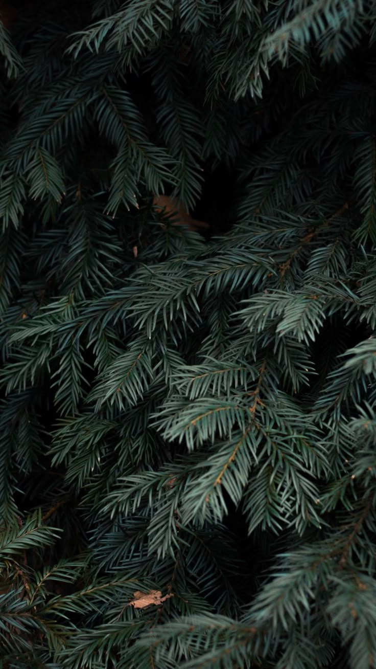 a close up view of the branches of a pine tree