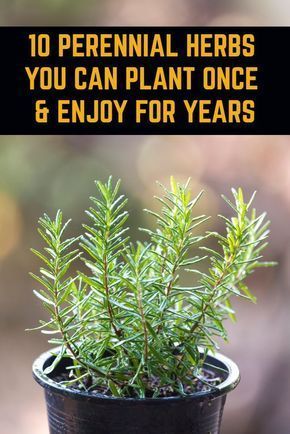 a potted plant with the words 10 perennial herbs you can plant once and enjoy for years