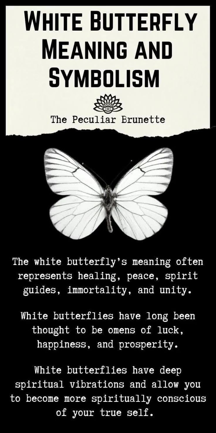 Madussa Meaning, Different Butterflies And Their Meanings, White Butterflies Meaning, White Butterfly Spiritual Meaning, White Butterfly Meaning, White Meaning, Butterfly Symbol, Butterfly Meaning, Words Meaning