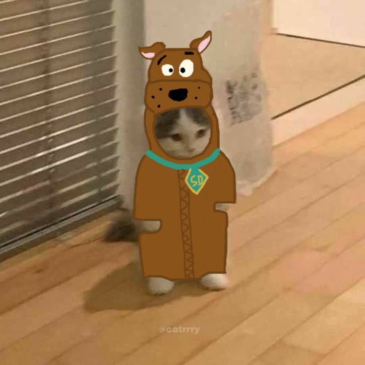 a cat in a bear costume standing on the floor