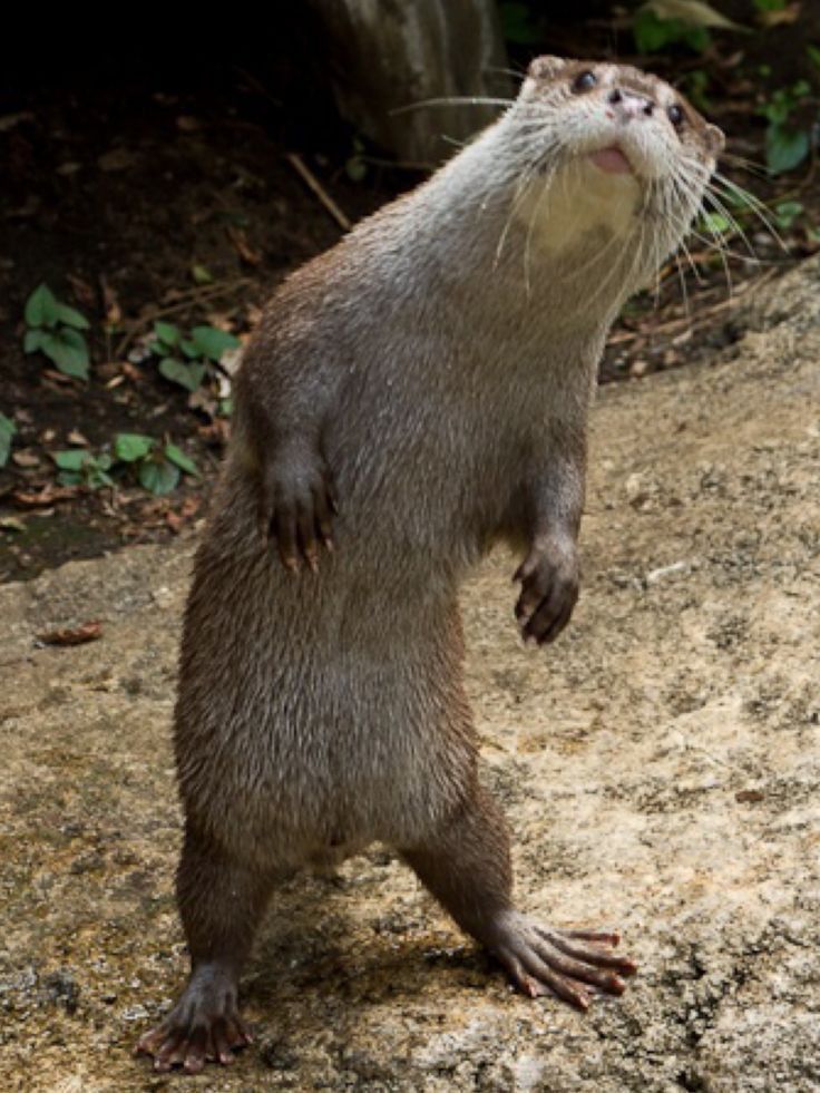 an otter standing on its hind legs and looking up at something in the air with it's mouth open