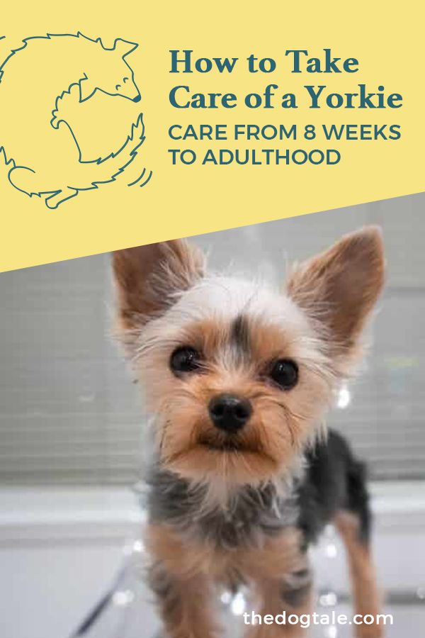 a small dog standing on top of a floor next to a yellow and white sign