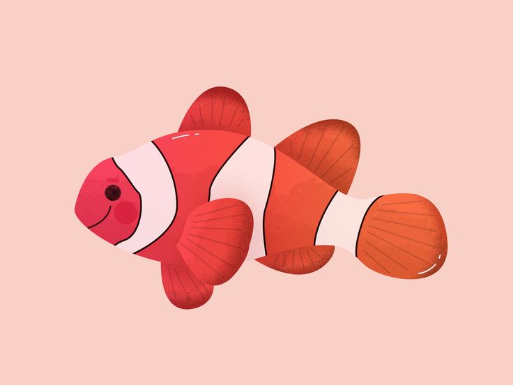 an orange and white clown fish on a pink background