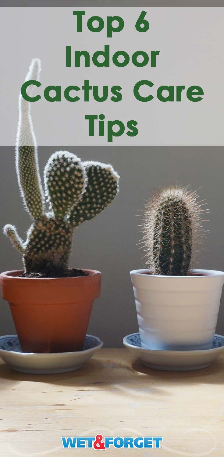 two cactus plants sitting on top of each other in small white pots with the words top 6 indoor cacti care tips