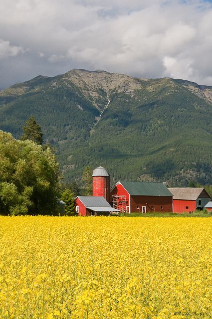 a red barn sits in the middle of a field with yellow flowers and mountains in the background