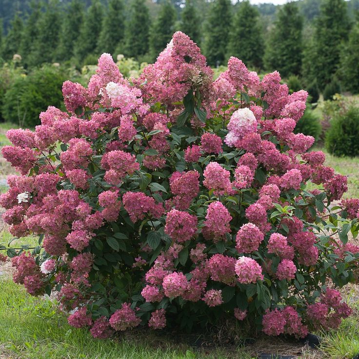 a bush with pink flowers in the middle of a field