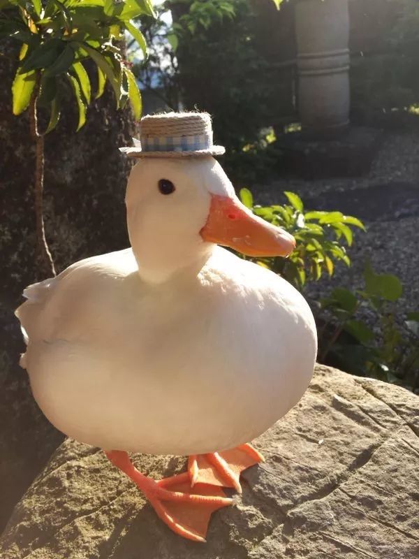 a white duck wearing a hat on top of it's head sitting on a rock