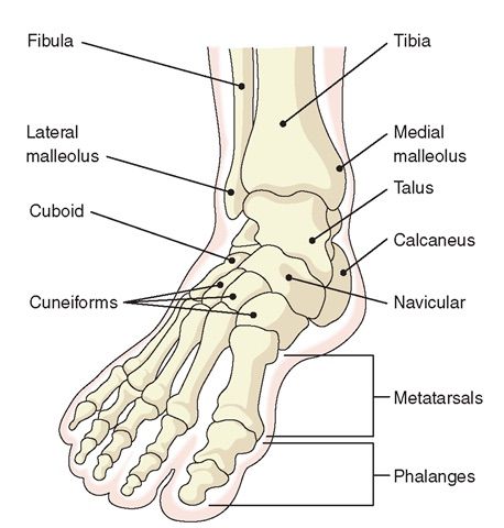 the foot and ankle bones with labels