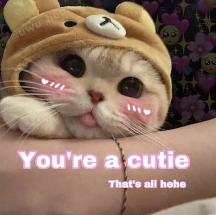 a cat wearing a teddy bear hat with the caption, you're a cutie that's all here