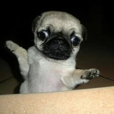 a small pug dog standing on its hind legs and pawing at the camera