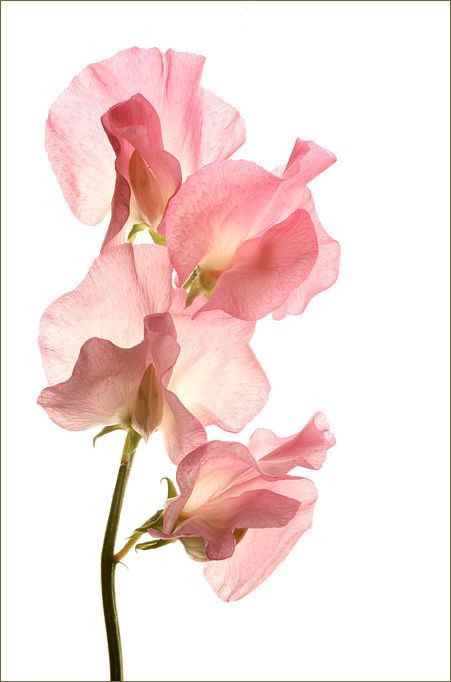 three pink flowers are shown against a white background