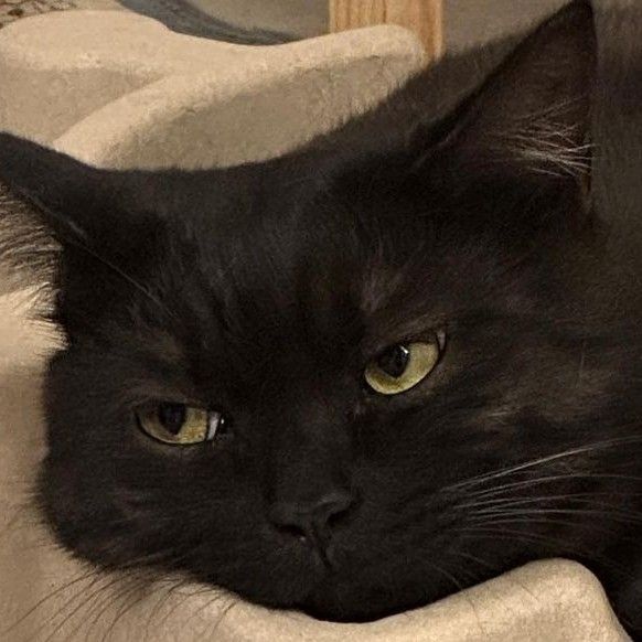 a black cat laying on top of a blanket