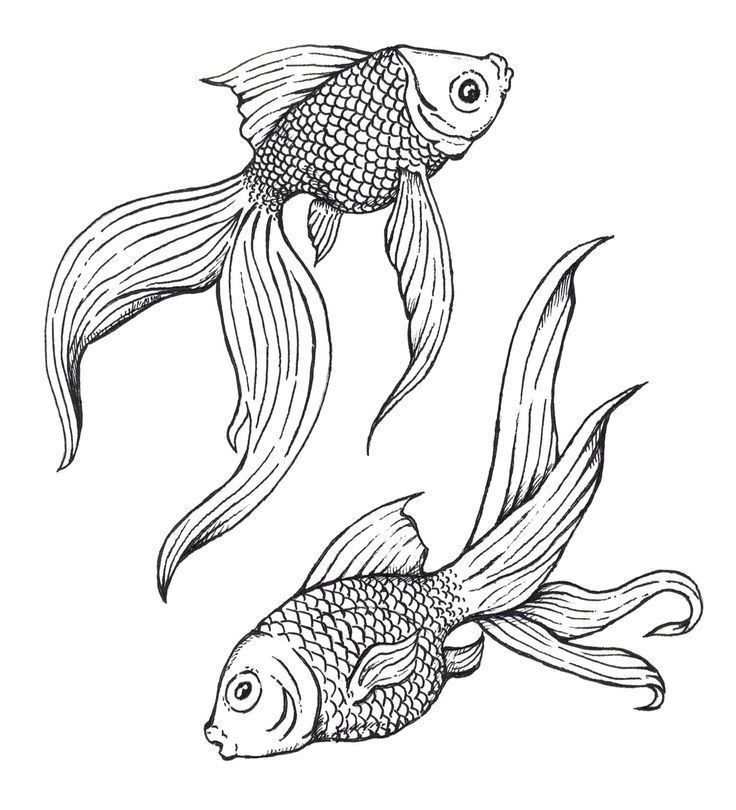 two goldfish swimming side by side in black and white ink on a white background