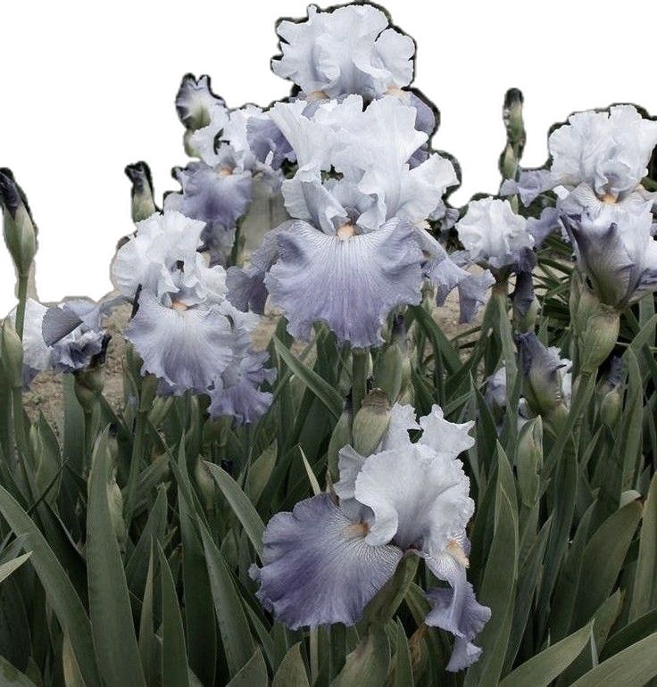 purple and white flowers are growing in the grass