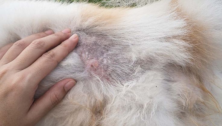 a person is petting a dog's fur outside