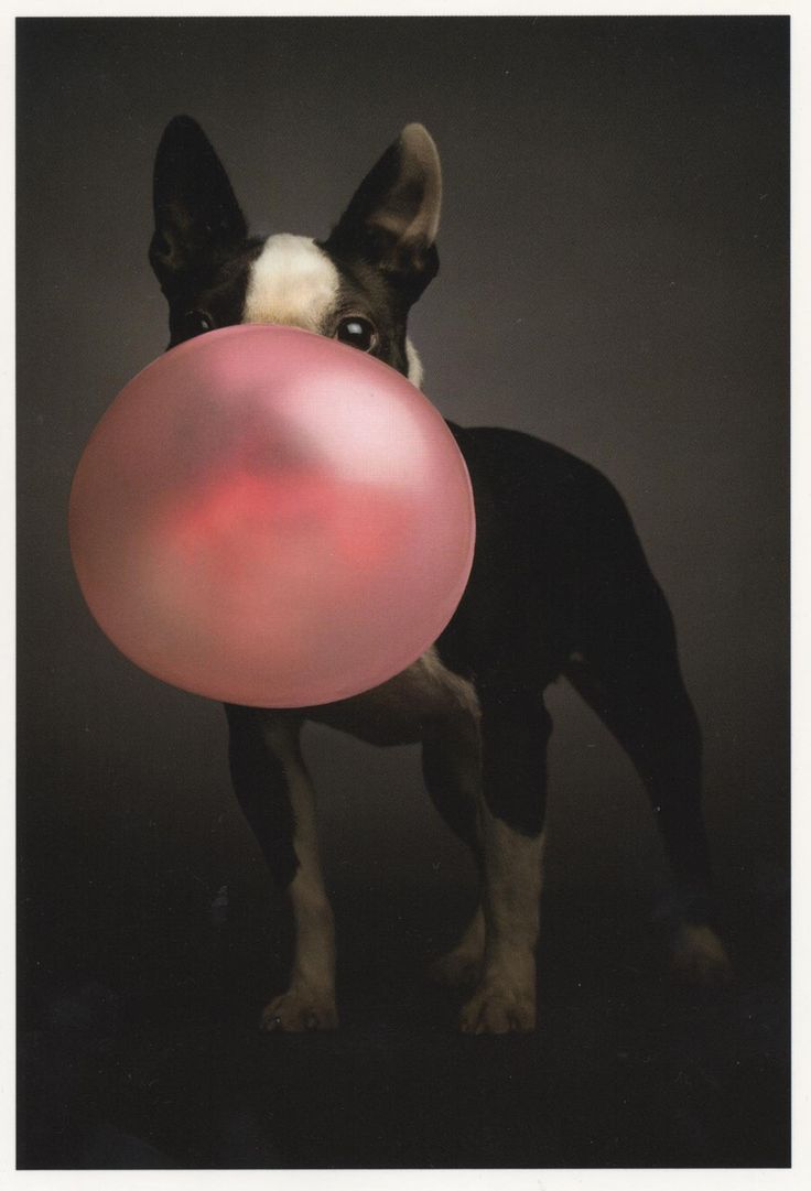 a black and white dog holding a pink ball in it's mouth while standing against a dark background