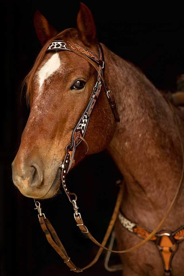 a close up of a horse wearing a bridle and halter on it's head