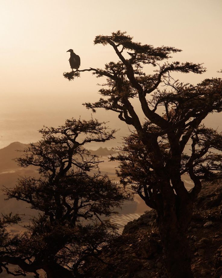 a bird perched on top of a tree next to the ocean in the foggy sky