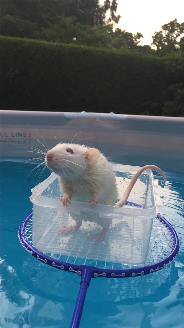 a white rat sitting in a plastic container on top of a blue netted pool